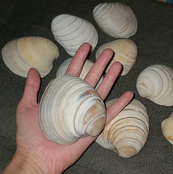 3 Random Natural Venus Clam Shells - Picture 8 of 10
